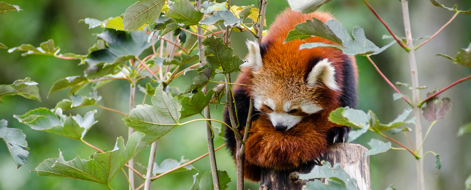 Sleeping Red Panda